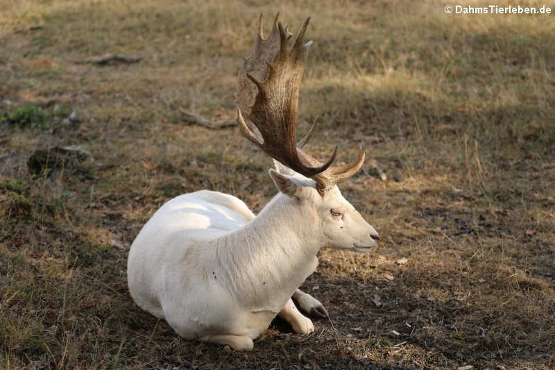 Europäischer Damhirsch (Dama dama)