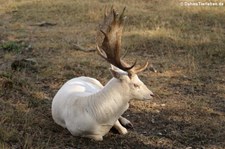 Europäischer Damhirsch (Dama dama) im Hochwildschutzpark Hunsrück - Rheinböllen