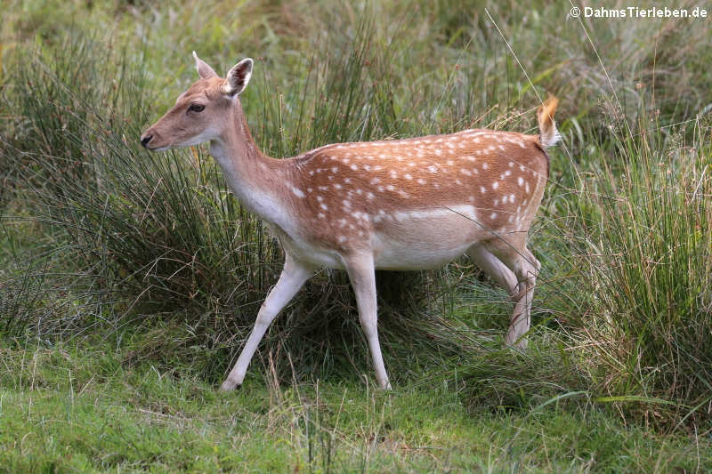 Europäischer Damhirsch (Dama dama)