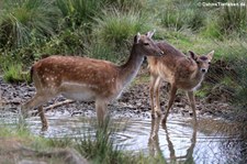 Europäische Damhirsche (Dama dama) im Hochwildschutzpark Hunsrück - Rheinböllen