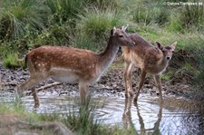 Europäische Damhirsche (Dama dama) im Tierpark Rheinböllen