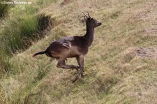 Europäischer Damhirsch (Dama dama) im Hochwildschutzpark Hunsrück - Rheinböllen