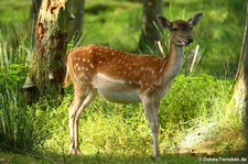 Europäischer Damhirsch (Dama dama) im Tierpark Rheinböllen