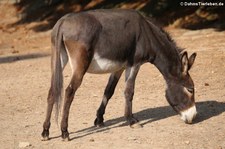 Hausesel (Equus africanus f. asinus) im Hochwildschutzpark Hunsrück in Rheinböllen