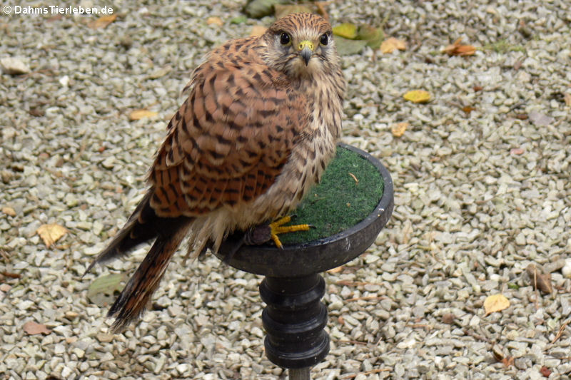 Turmfalke (Falco tinnunculus)