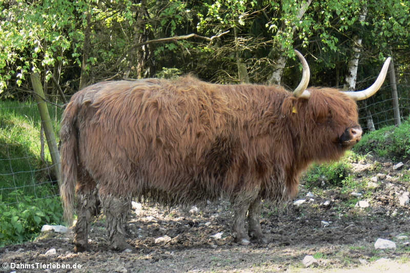 Schottisches Hochlandrind-4