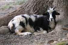 Jakob-Schaf (Ovis orientalis f. aries) im Tierpark Rheinböllen