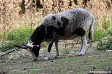 Jakob-Schaf (Ovis orientalis f. aries) im Tierpark Rheinböllen
