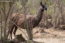 Lama guanicoe f. glama