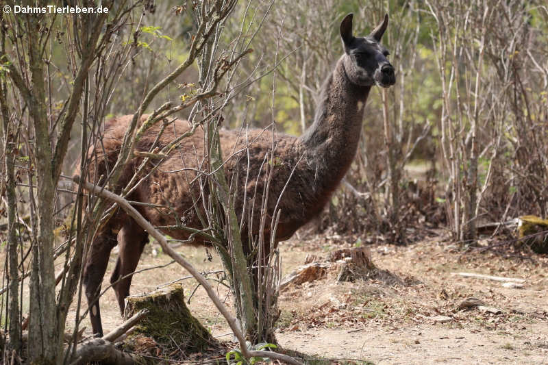 Lama (Lama guanicoe f. glama)