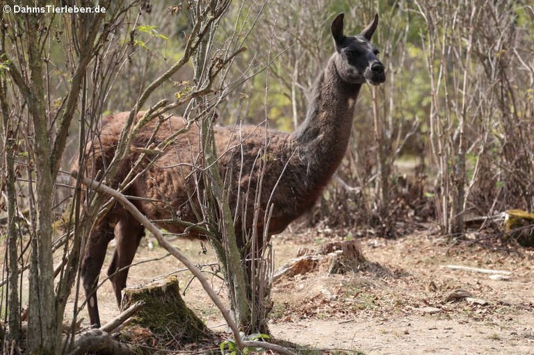 Lama guanicoe f. glama