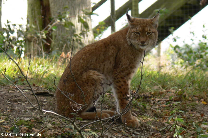 Eurasischer Luchs (Lynx lynx)