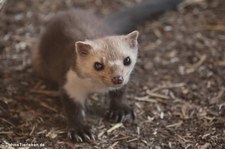 Steinmarder (Martes foina) im Tierpark Rheinböllen