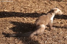 Steinmarder (Martes foina) im Tierpark Rheinböllen