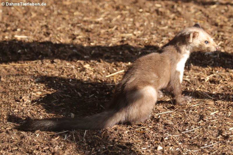 Steinmarder Martes foina-1