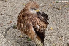 Rotmilan (Milvus milvus) im Hochwildschutzpark Rheinböllen