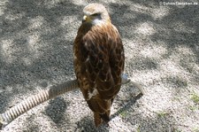 Rotmilan (Milvus milvus) im Hochwildschutzpark Rheinböllen