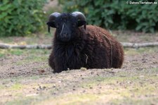 Ouessantschaf im Hochwildschutzpark Hunsrück - Rheinböllen