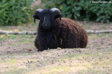 Ouessantschaf (Ovis orientalis f. aries) im Tierpark Rheinböllen