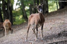 Europäischer Mufflon (Ovis orientalis musimon) im Hochwildschutzpark Hunsrück - Rheinböllen