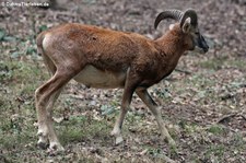 Europäischer Mufflon (Ovis orientalis musimon) im Hochwildschutzpark Hunsrück - Rheinböllen