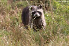 Nordamerikanischer Waschbär (Procyon lotor) im Hochwildschutzpark Rheinböllen