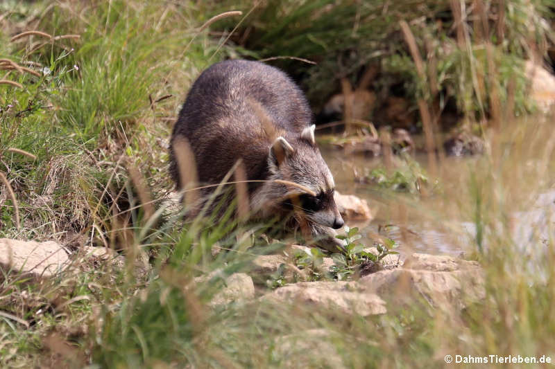 Waschbär (Procyon lotor)