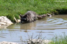 Nordamerikanischer Waschbär (Procyon lotor) im Hochwildschutzpark Rheinböllen