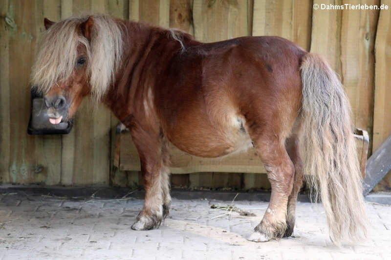 Shetlandpony (Equus ferus f. caballus)