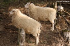 Skudden (Ovis orientalis f. aries) im Tierpark Rheinböllen