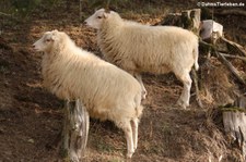 Skudde im Hochwildschutzpark Hunsrück - Rheinböllen