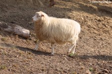 Skudde (Ovis orientalis f. aries) im Tierpark Rheinböllen
