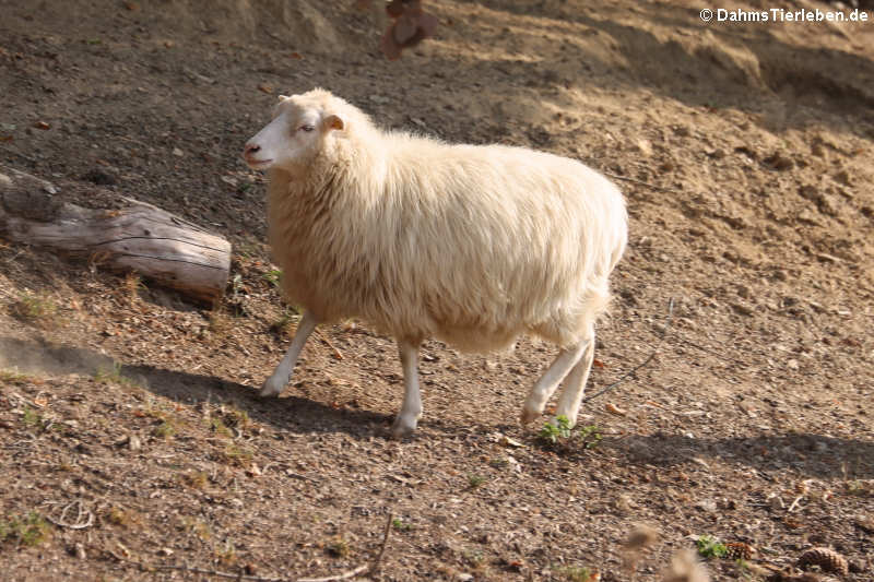 Skudde (Capra aegagrus hircus)