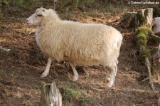 Skudde (Ovis orientalis f. aries) im Tierpark Rheinböllen