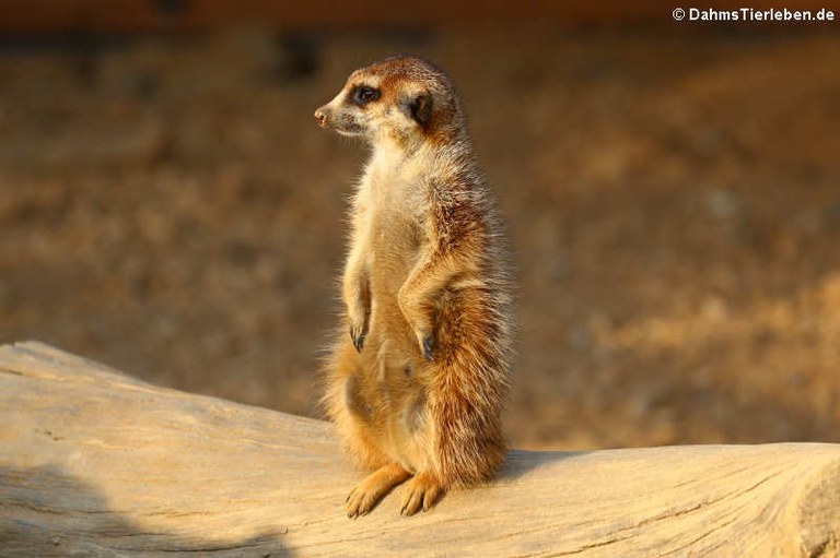 Suricata suricatta