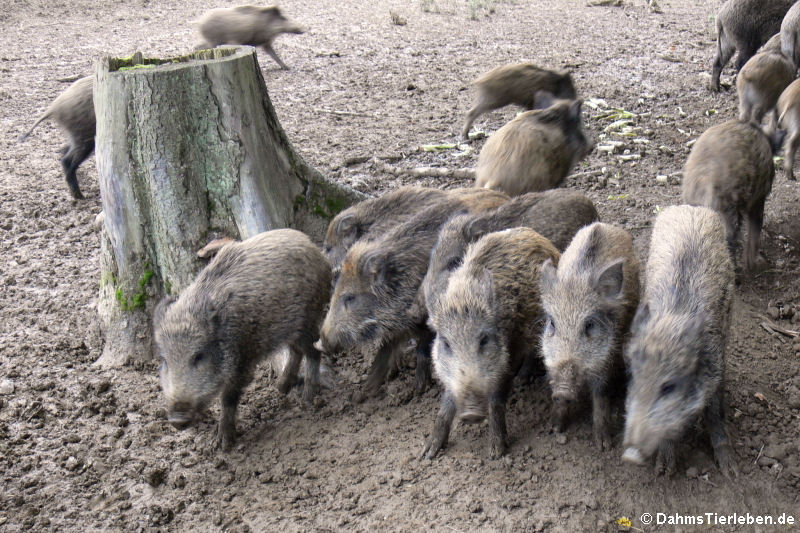 Wildschweine (Sus scrofa)