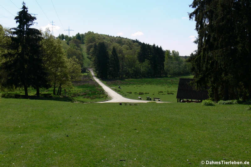 Blick in den Hochwildschutzpark