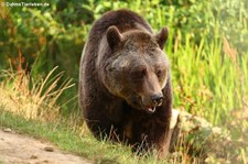 Europäischer Braunbär (Ursus arctos arctos) im Hochwildschutzpark Rheinböllen