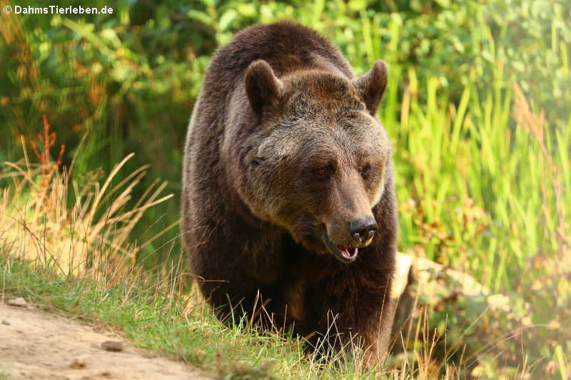 Europäischer Braunbär (Ursus arctos arctos)