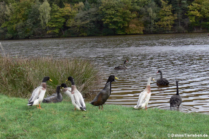 Laufenten und Trauerschwäne am Volkenbacher Weiher