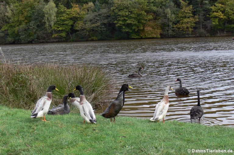 Volkenbacher Weiher