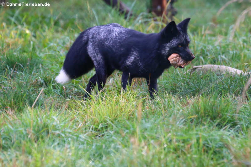 Silberfuchs oder Farmfuchs (Vulpes vulpes f. domestica)