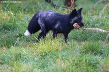 Silberfuchs (Vulpes vulpes f. domestica) im Hochwildschutzpark Hunsrück in Rheinböllen