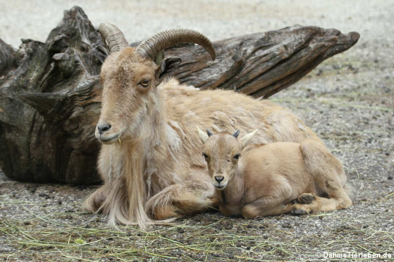 Mähnenspringer (Ammotragus lervia)