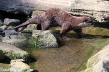 Zwergotter (Aonyx cinerea) im Naturzoo Rheine