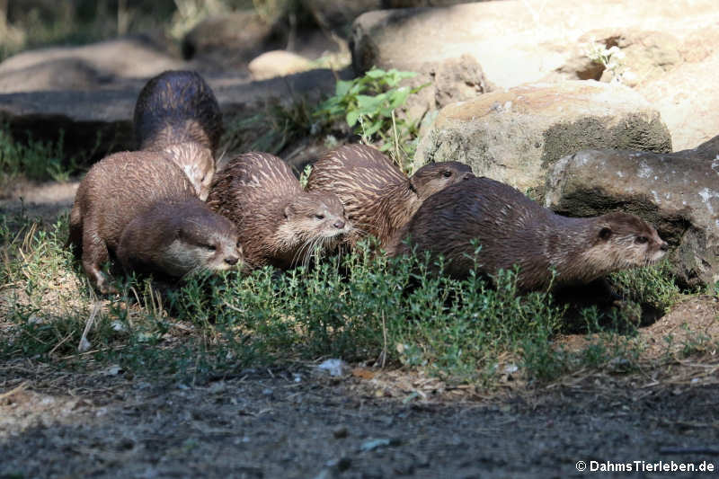 Zwergottern (Aonyx cinerea)