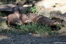 Zwergotter (Aonyx cinerea) im Naturzoo Rheine