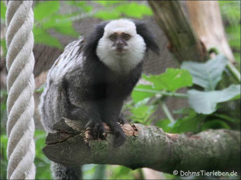 Callithrix geoffroyi-1