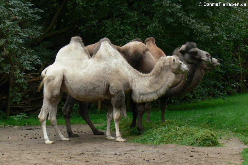 Trampeltiere (Camelus ferus f. bactrianus)