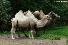 Trampeltiere (Camelus ferus f. bactrianus) im Naturzoo Rheine